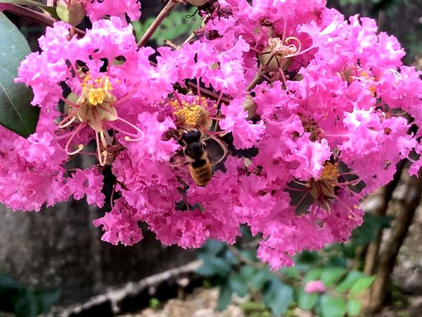 ▲貢寮環保公園內的紫薇近日開花。（圖／貢寮區公所提供）
