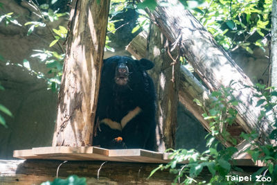 北市動物園造新棲架、豐富化道具 黑熊「上帝視角」吃紅蘿蔔萌翻