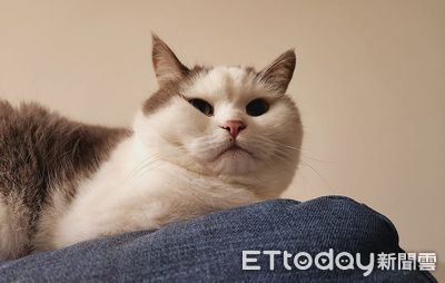 亂尿被處罰!喵氣噗噗「肉餅臉」鄙視 飼主嘆:2天都這樣看我