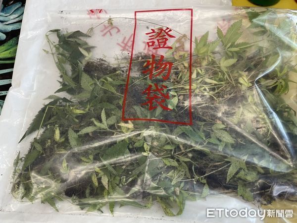 ▲大安警方11日逮捕網路農夫張男起獲大批大麻盆栽。（圖／記者張君豪翻攝）