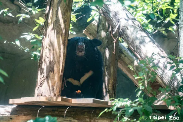 ▲黑熊「貝兒」在新棲架上吃飯 。（圖／台北市動物園提供）