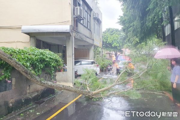 ▲桃園市大溪區中正公園民宅下午1時許因大雷雨強風造成路樹倒塌，差點波及路過行人與騎士。（圖／記者沈繼昌翻攝）