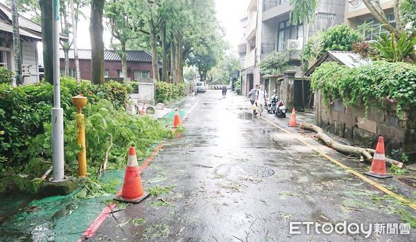 ▲桃園市大溪區中正公園民宅下午1時許因大雷雨強風造成路樹倒塌，警方會同區公所、警消人員移除路樹，讓車輛正常通行。（圖／記者沈繼昌翻攝）