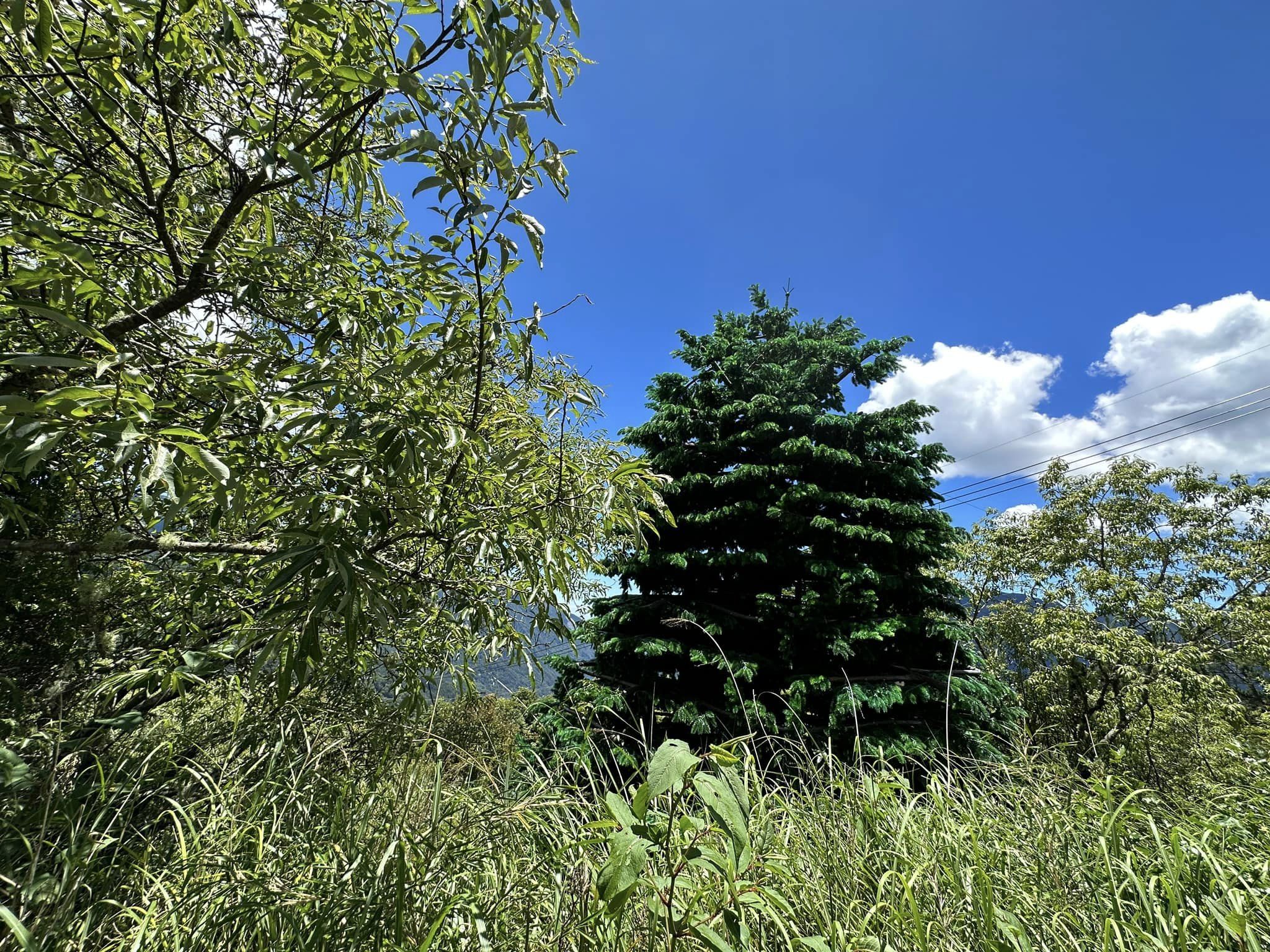 ▲▼合歡山出現綠到詭異的樹，原來是假樹基地台。（圖／生態攝影達人沈揮勝提供）