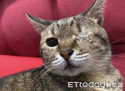 高齡24歲!獨眼貓奶奶全身健檢「報告全過關」 媽曝長壽保養祕訣