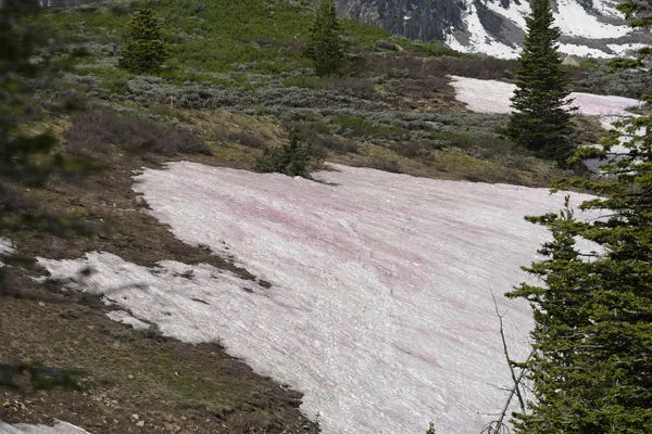 ▲▼美國洛磯山脈出現大量雪藻。（圖／達志影像／美聯社）