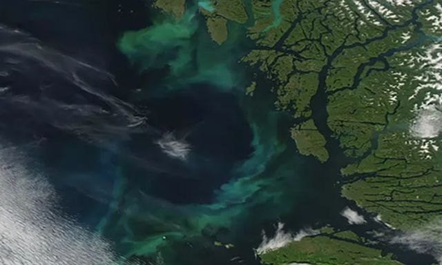 ▲▼2023年7月初，加拿大外海，原本深藍色的海水因為浮游生物而出現亮色區域。（圖／翻攝NASA）
