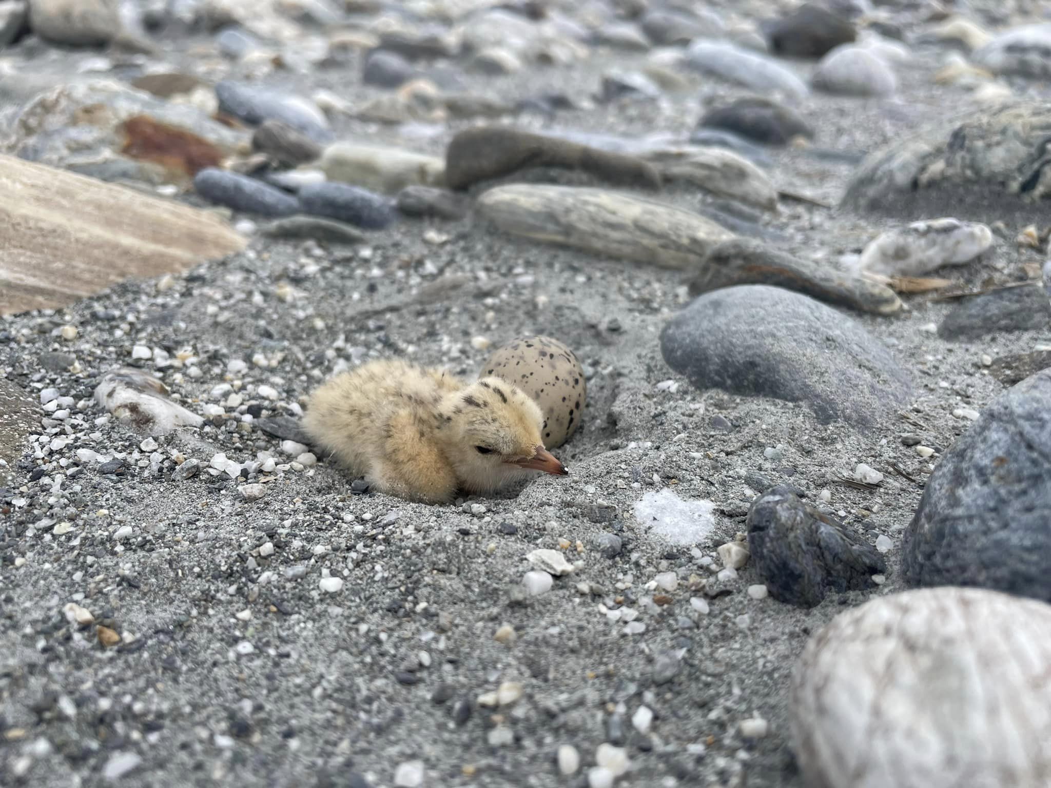 ▲▼小燕鷗。（圖／翻攝臉書／花蓮縣野鳥學會Wild Bird Society of Hualien）