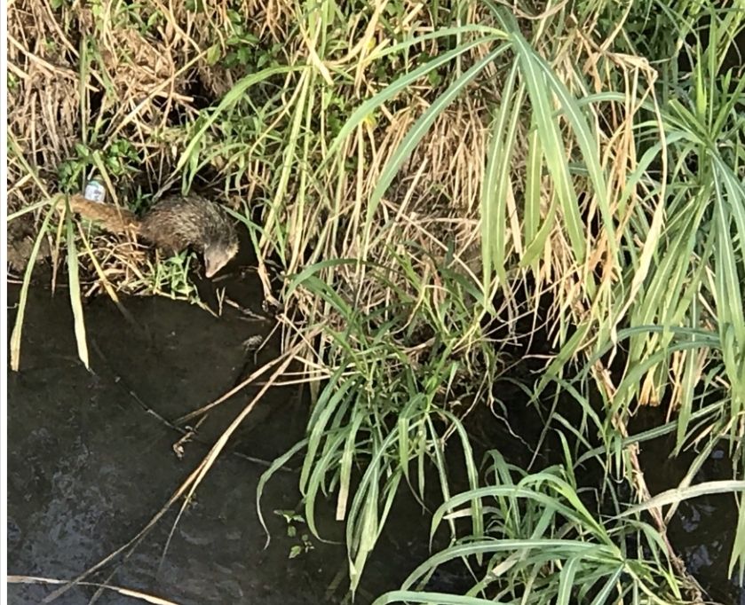 ▲▼保育動物「食蟹獴」現蹤指南溪，政大表示，應全台在市區河川發現食蟹獴首例。（圖／記者許敏溶攝）