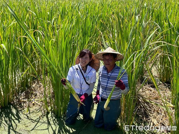 ▲▼南投埔里「最佳主茭腳白筍農場」。（圖／記者周姈姈攝）