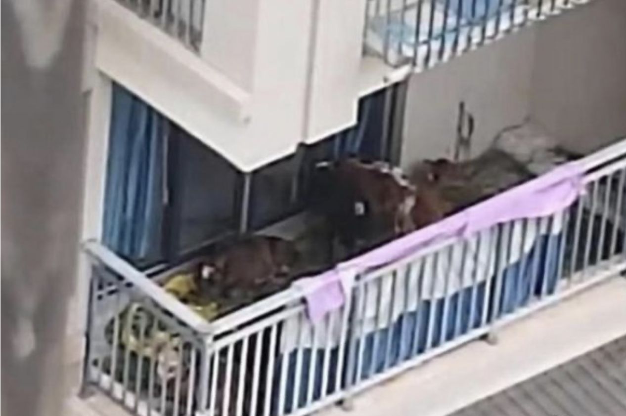 ▲▼居民5樓陽台養7頭牛被投訴。（圖／翻攝自微博）