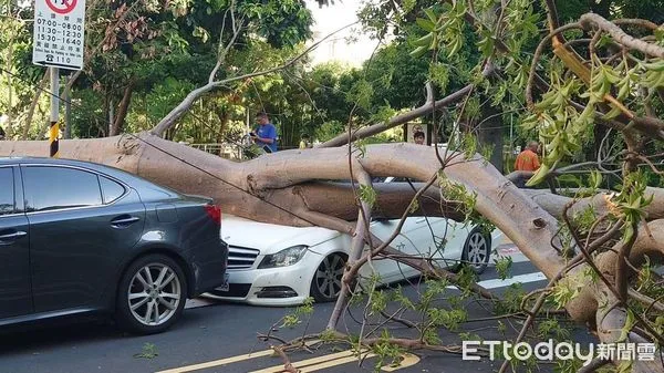 ▲▼▲北投國小前路樹倒塌，壓到違規賓士車，造成玻璃、引擎蓋受損。（圖／記者邱中岳翻攝）