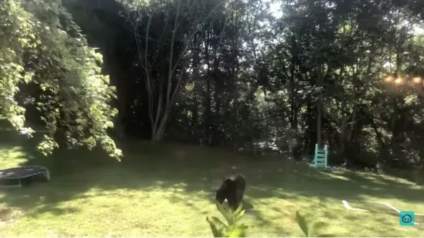 ▲黑熊庭院閒逛，見2腿毛怪嚇到飛奔 。（圖／YouTube＠ViralHog）