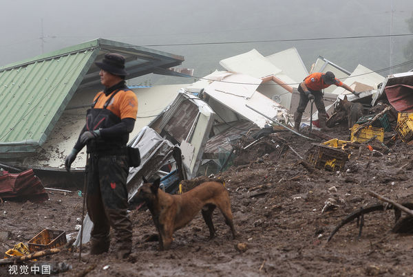▲▼慶北醴泉郡白石里土石流災難現場，救援人員帶著搜救犬尋找失蹤者。（圖／CFP）