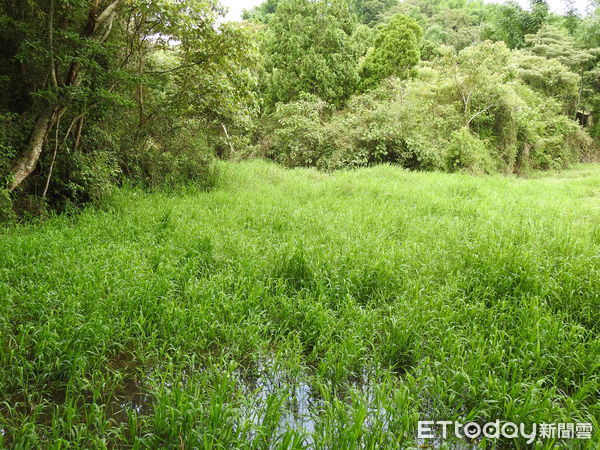 ▲▼纖紅蜻蜓的主要棲息地是有森林、灌木或竹林圍繞的草澤及湖泊；2022年的調查分為6個調查小組，14條調查路線。（圖／新故鄉基金會提供）