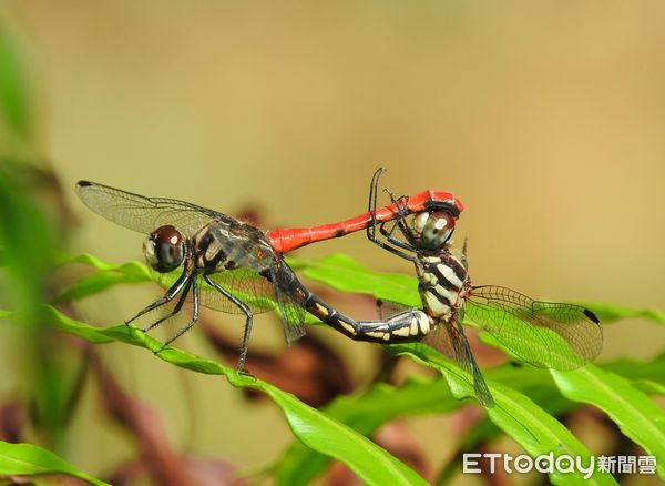 ▲纖紅蜻蜓是只分布在南投縣少數地點的台灣特有種，數量稀少。（圖／南投林區管理處提供）