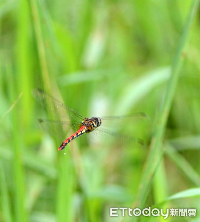 ▲林務局國土綠網計畫揭開纖紅蜻蜓生態及棲地秘密。（圖／南投林區管理處提供）