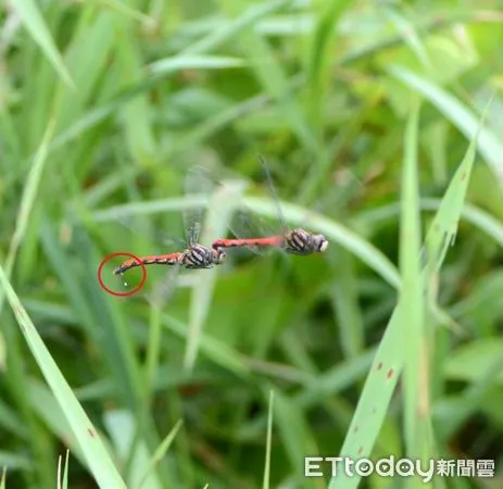 ▲纖紅蜻蜓交配時有非常獨特且罕見的空中拋卵行為。（圖／南投林區管理處提供）