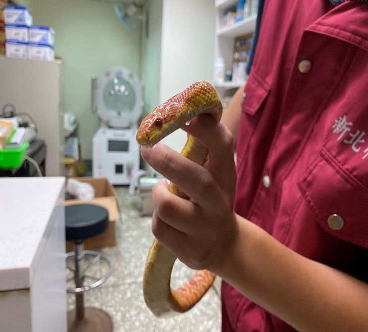 ▲飼養寵物蛇風潮盛 新北籲飼養前謹慎評估。（圖／新北市動保處提供）