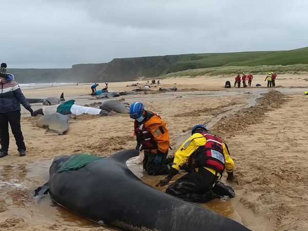 ▲▼ 英國蘇格蘭路易斯島海灘16日出現領航鯨集體擱淺。（圖／翻攝自臉書BDMLR）
