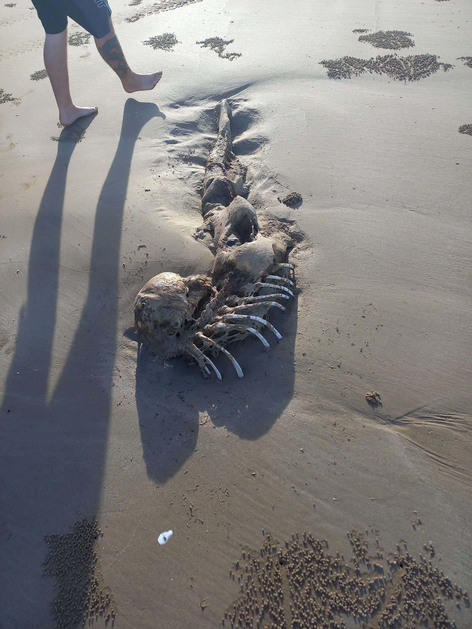 ▲▼看起來像美人魚的沙灘遺骸。（圖／翻攝自Facebook／@Marine Biology）