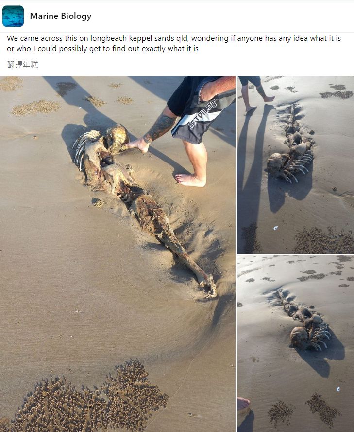 ▲▼看起來像美人魚的沙灘遺骸。（圖／翻攝自Facebook／@Marine Biology）