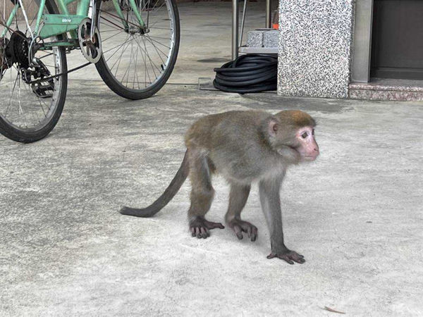 這隻台灣獼猴沒有右臂，很親人且沒有攻擊性。（圖／報系資料照）
