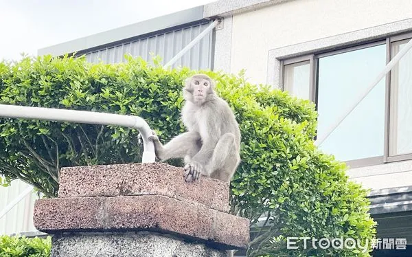 ▲一隻還在幼年期獨臂台灣獼猴今天早上闖入桃園市龍潭區聖亭路一家汽車修護廠，當時還好奇四處張望。（圖／記者沈繼昌翻攝）