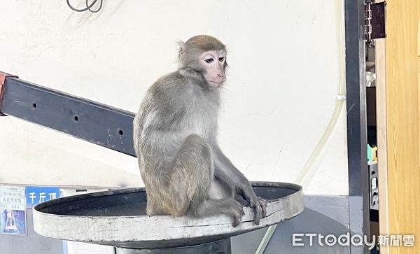 ▲獨臂台灣獼猴今天早上闖入桃園市龍潭區聖亭路汽車修護廠，對於圍觀者拍照絲毫不以為意。（圖／記者沈繼昌翻攝）