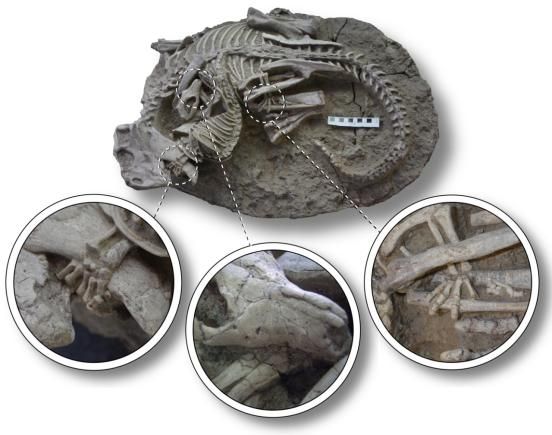 ▲白堊紀時代遺留下來的哺乳動物捕食鸚鵡嘴龍化石及纏鬥復原圖。（圖／翻攝環球時報）