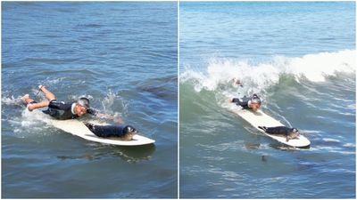小海豹「爬上衝浪板」和人一起玩　攝影師曝可愛互動：每天都出現