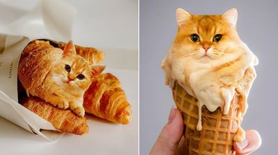 俄女PS「貓+食物圖」破18萬粉追蹤　橘貓塞進霜淇淋無違和