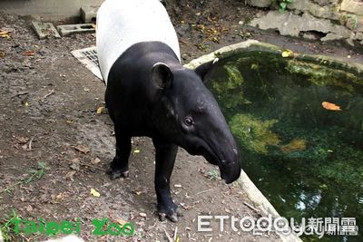 動物園貘克驟逝　馬來貘乾爹Cherng發文悼：希望牠一樣過得開心