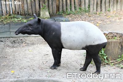 快訊／動物園馬來貘「貘克」解剖結果出爐！　初判為急性肺水腫