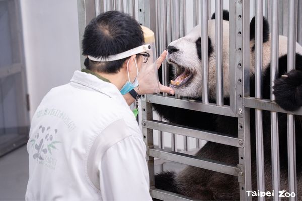 ▲大貓熊「圓圓」正在進行點眼藥水訓練。（圖／臺北市立動物園提供）