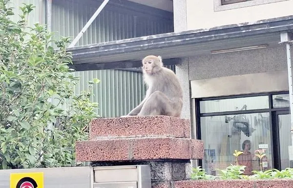 ▲一隻獨臂台灣獼猴昨天早上闖入桃市龍潭區聖亭路汽車修護廠，市府動保處會同野鳥學會人員下午前往察看時還好奇四處張望。（圖／市府農業局提供）