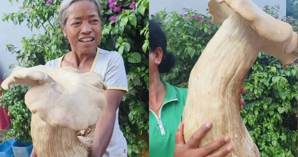 雲南耿馬縣一村莊挖出3.2公斤超大白色蘑菇。（圖／翻攝自微博／人民網）