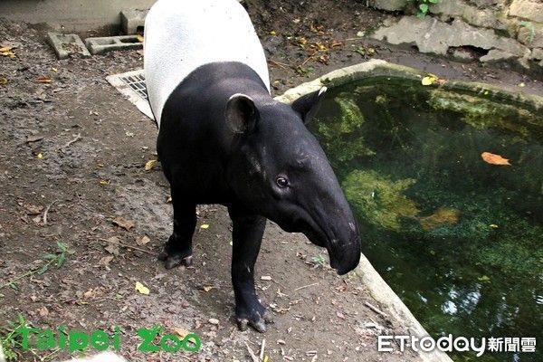 ▲▼動物園貘克驟逝　馬來貘乾爹Cherng發文悼：希望牠一樣過得開心。（圖／台北動物園提供）