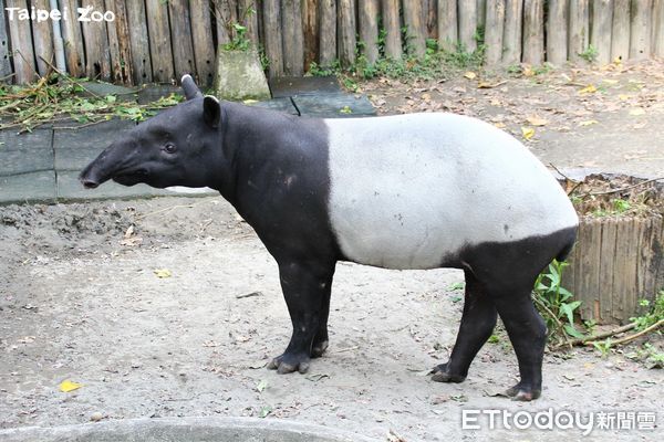 馬來貘貘克。（圖／台北市立動物園提供）