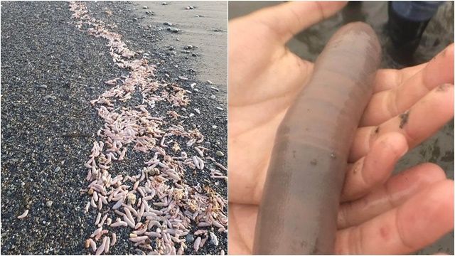 ▲▼阿根廷海岸驚見「陰莖魚」。（圖／翻攝臉書）