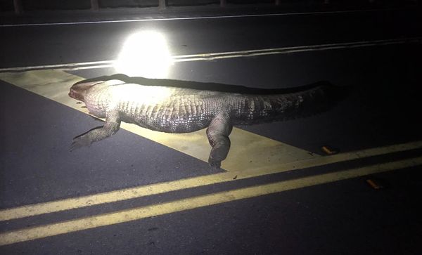 高速公路撞上3.6m鱷魚　致命車禍害孕婦慘死「腹中胎兒也喪命」。（圖／翻攝自Refugio County Sheriff`s Office）