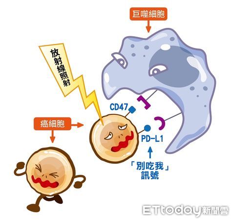 ▲▼阻斷癌細胞「別吃我」訊號！長庚放射免疫新療法激活免疫細胞殺癌。（圖／林口長庚提供）