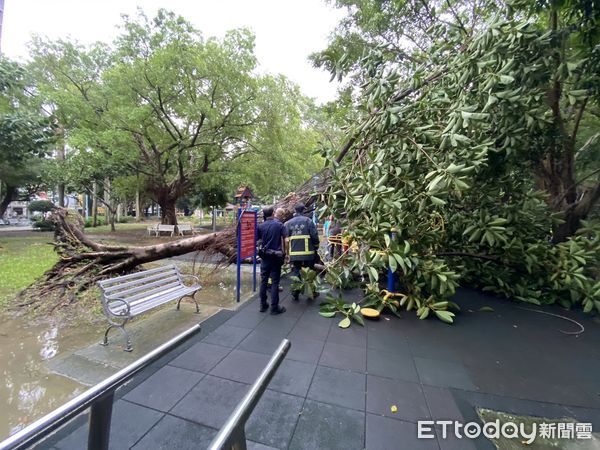 ▲中和自強公園路樹倒塌，壓傷無辜經過的婦人。（圖／記者陸運陞翻攝）