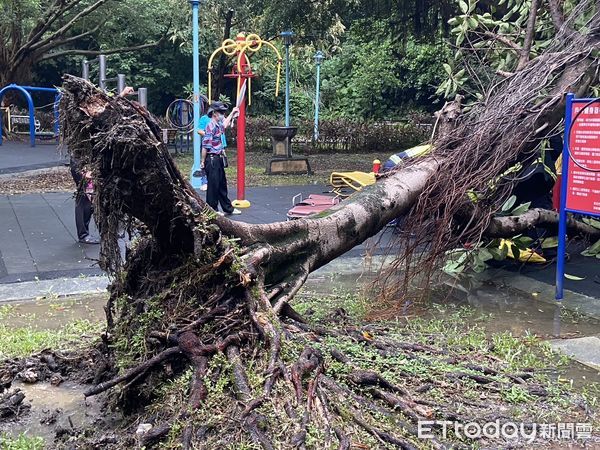 ▲中和自強公園路樹倒塌，壓傷無辜經過的婦人。（圖／記者陸運陞翻攝）