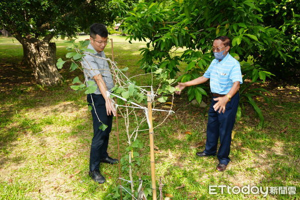 ▲南投市民簡輝茂無私奉獻照顧公園花木20年，市長張嘉哲親頒榮譽市民證書。（圖／南投市公所提供）