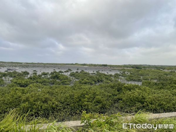 ▲雲林縣政府在北堤岸辦理主管會報及伐紅樹林護招潮蟹。（圖／記者蔡佩旻翻攝）