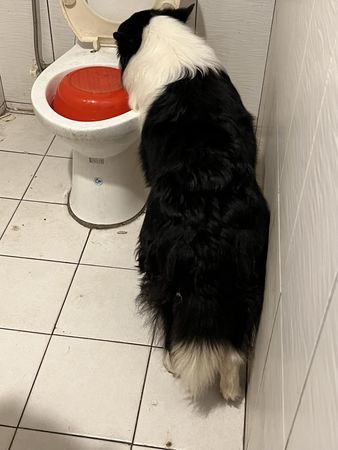 ▲2愛犬老愛「偷喝馬桶水」...合力拆了馬桶蓋　媽一招讓邊牧沒轍了。（圖／有點毛毛的／飼主呂詩琪提供）