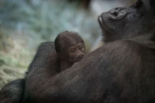 ▲▼美國哥倫布動物園大猩猩被誤認為雄性，誕下猩猩寶寶嚇壞園方。（圖／翻攝自推特／@ColumbusZoo）