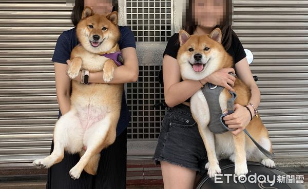 ▲出生就分開！7歲柴犬滑臉書重逢「同胎妹妹」　同款瓦斯桶身材萌翻。（圖／粉專「小橘orange」提供）