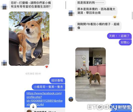 ▲出生就分開！7歲柴犬滑臉書重逢「同胎妹妹」　同款瓦斯桶身材萌翻。（圖／粉專「小橘orange」提供）